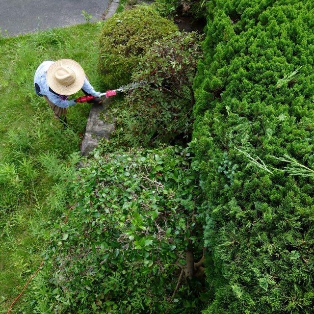 梅の花の写真