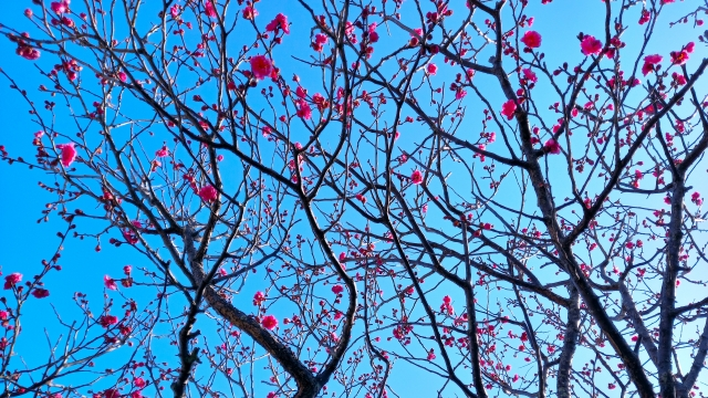 梅の花の写真